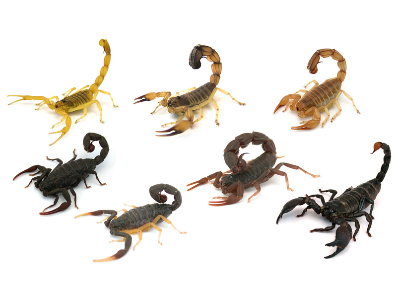 The seven different scorpion species analyzed in the new study. (Image: Arie van der Meijden)